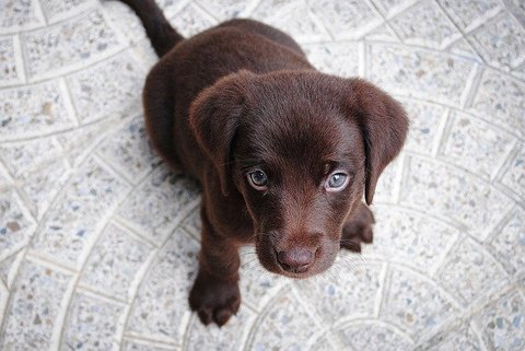 Labrador pup bruin.