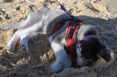 Husky puppy strand