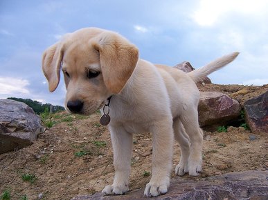 Labrador pup aanschaffen