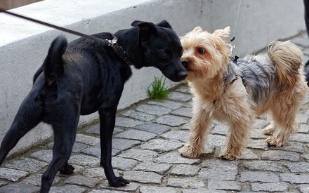 Hond trekt aan de lijn bij andere honden