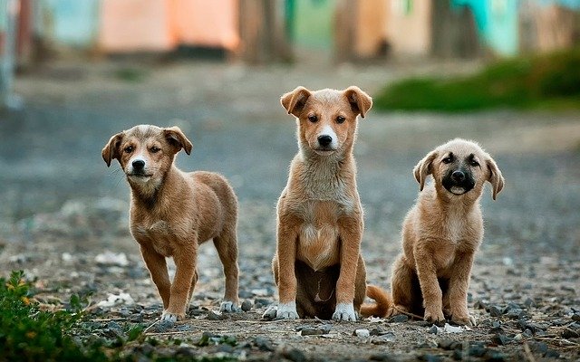 3 pups