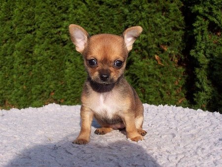 Kleinste hond ter wereld