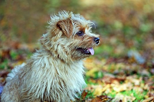 Kleine hondenrassen Norfolk Terriër