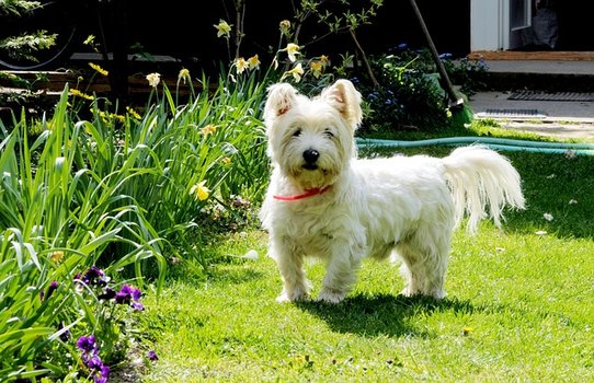Kleine hondenrassen West Highland White Terriër