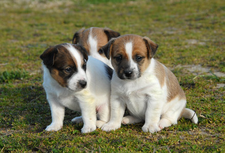 3 Jack Russell pups