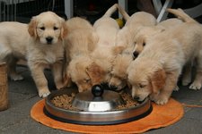 Golden Retriever puppy's