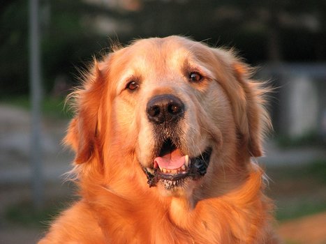 Populaire hondenrassen - Golden Retriever