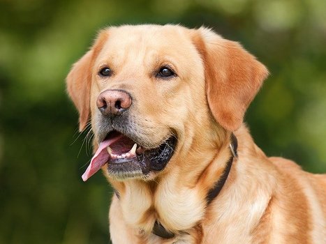 Top 10 populairste hondenrassen - Labrador Retriever