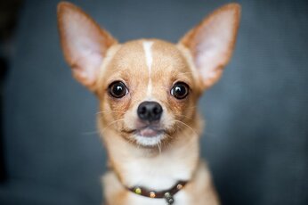 Chihuahua hoofdstukken overzicht