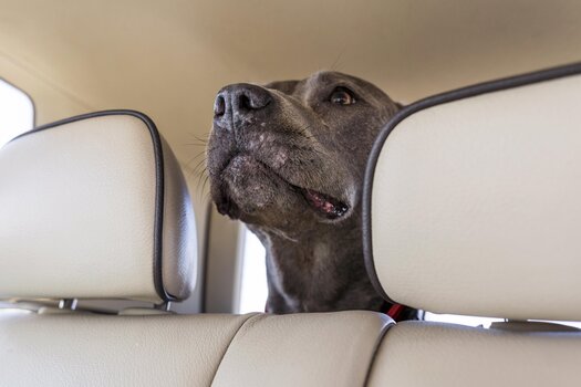 Hond stress signalen in de auto.
