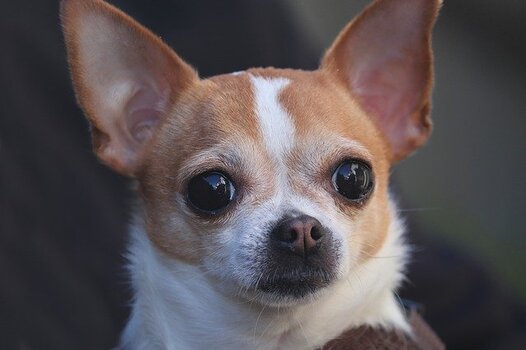 Chihuahua korthaar