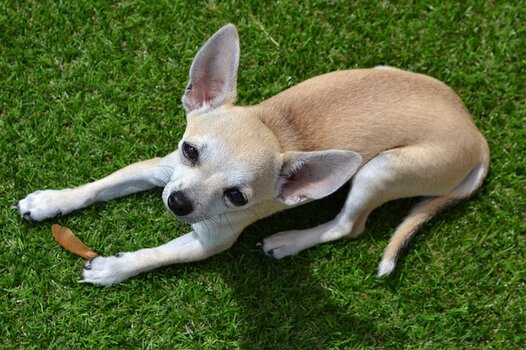 Chihuahua verzorging