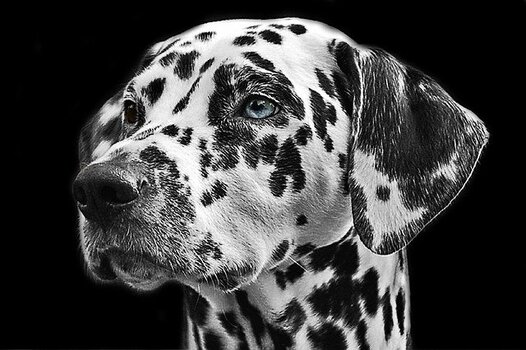Bijzondere hondenrassen Dalmatiër