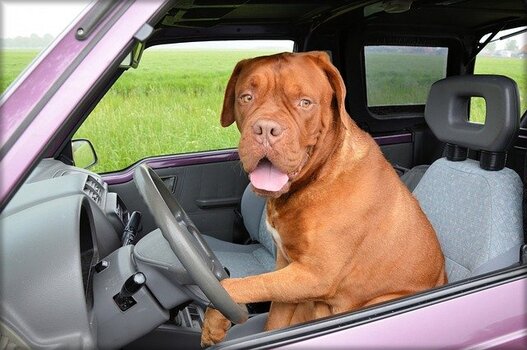 Hond in de auto
